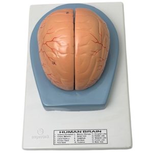 Human Brain Model