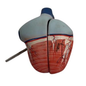 Human Heart Model