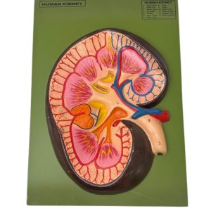 Human Kidney Model