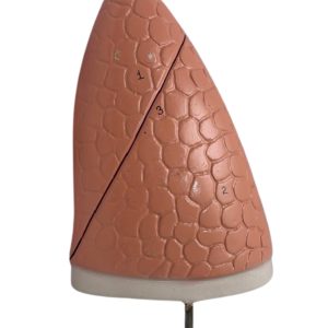 Human Lung Model